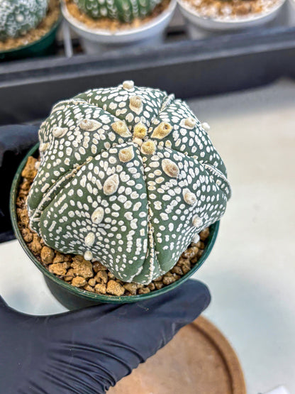 Astrophytum 5-Ribs (at7) (r3) | Living Rocks