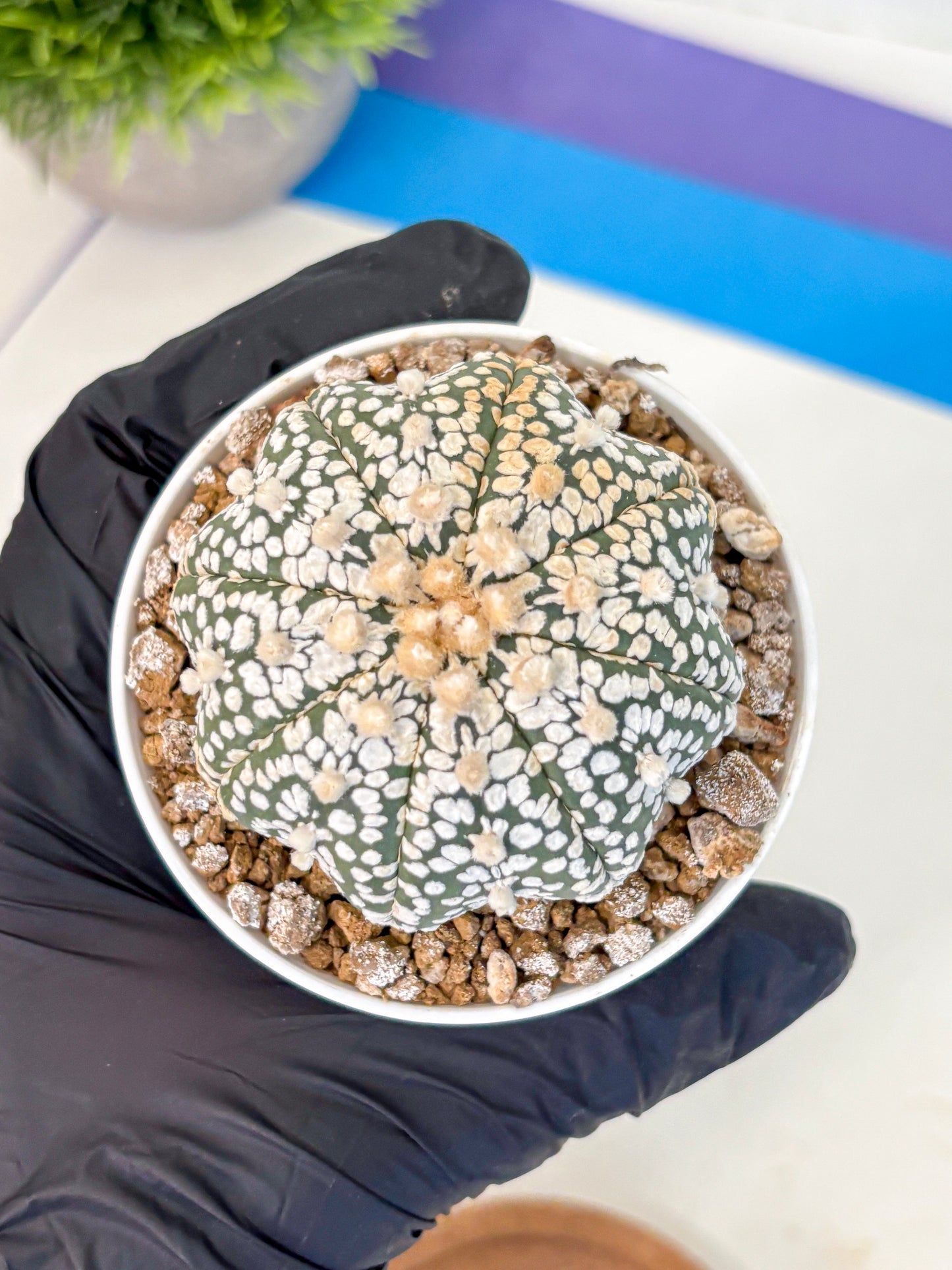 Astrophytum Super Kabuto (at1) (16) | Collection Plant | Rare Cactus