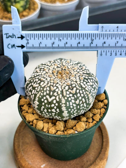 Astrophytum V-Type (at1) (p6) | Imported Cactus