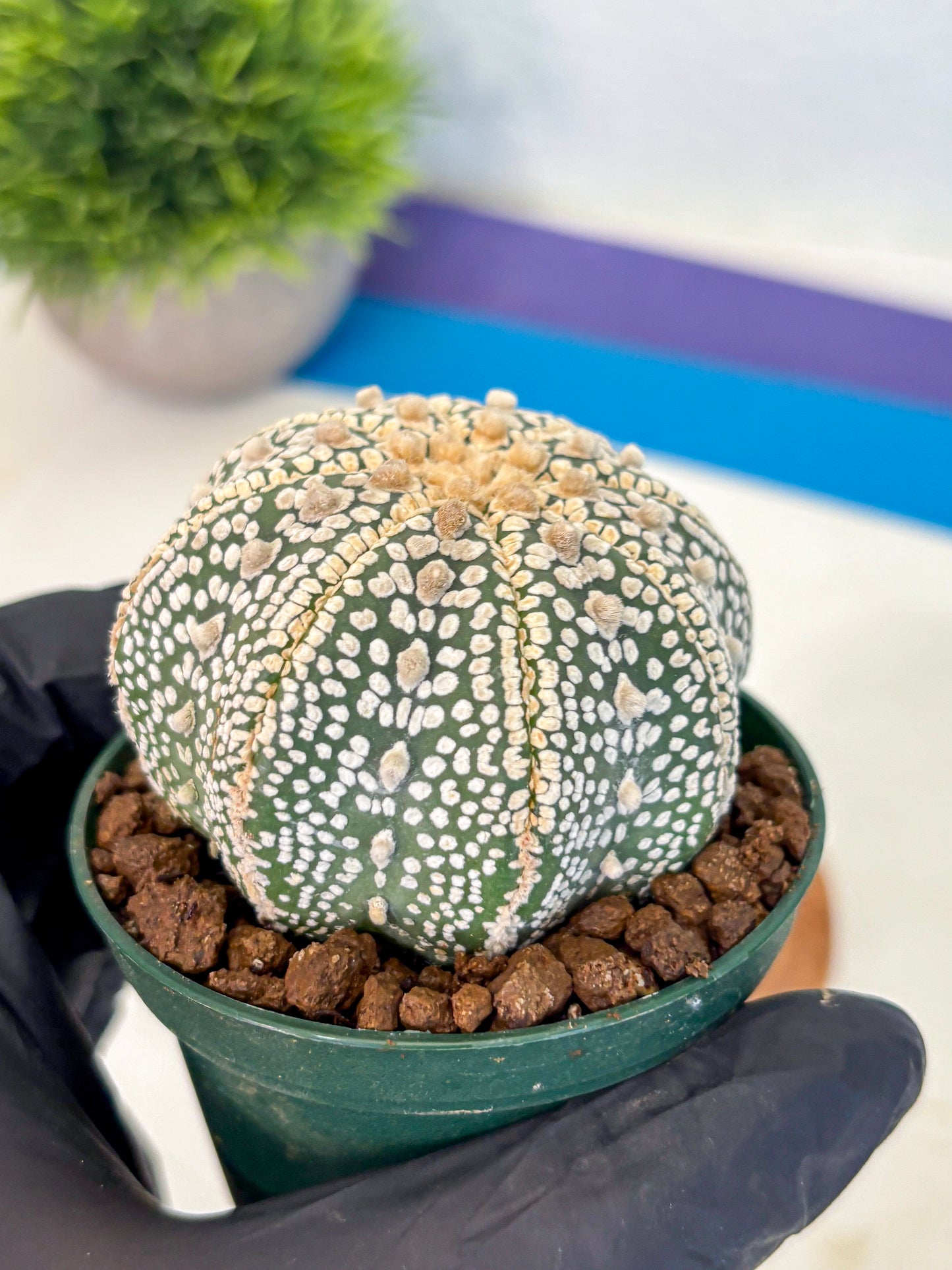 Astrophytum V Type (at5) (03) |  Sea urchin cactus