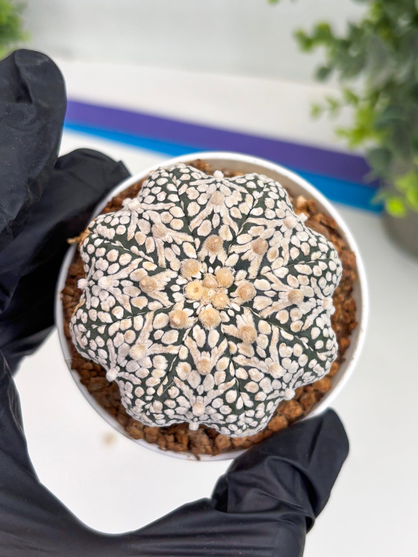 Astrophytum Super Kabuto V Type (T4) (b6) | Las Vegas Seller