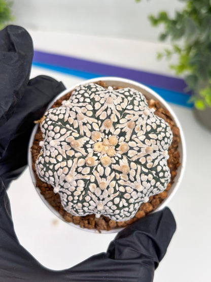 Astrophytum Super Kabuto V Type (T4) (b6) | Las Vegas Seller