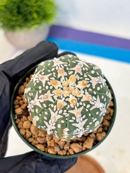 Astrophytum V Type (at2) (03) | Live Plant | Rare Collection