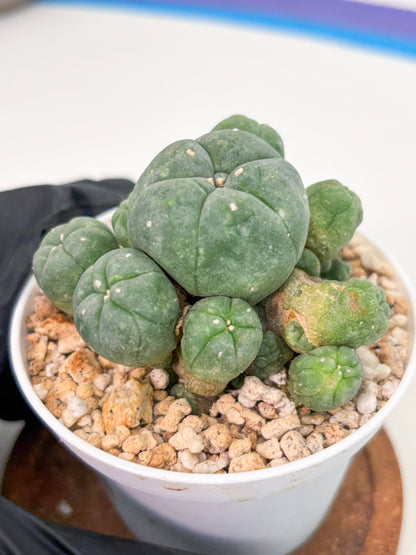 Spineless Cactus (Lo1) (g1) | For Advanced Growers