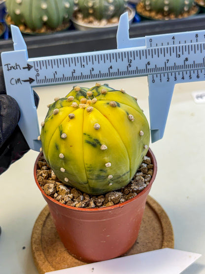 Astrophytum Variegated (at9) (04) | Rare Plant | Live Cactus