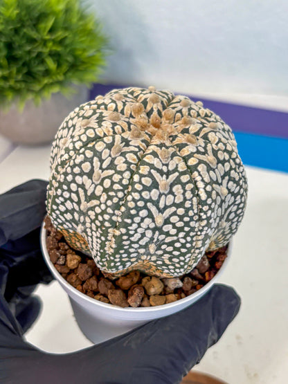 Astrophytum V Type (at4) (16) | Star Cactus