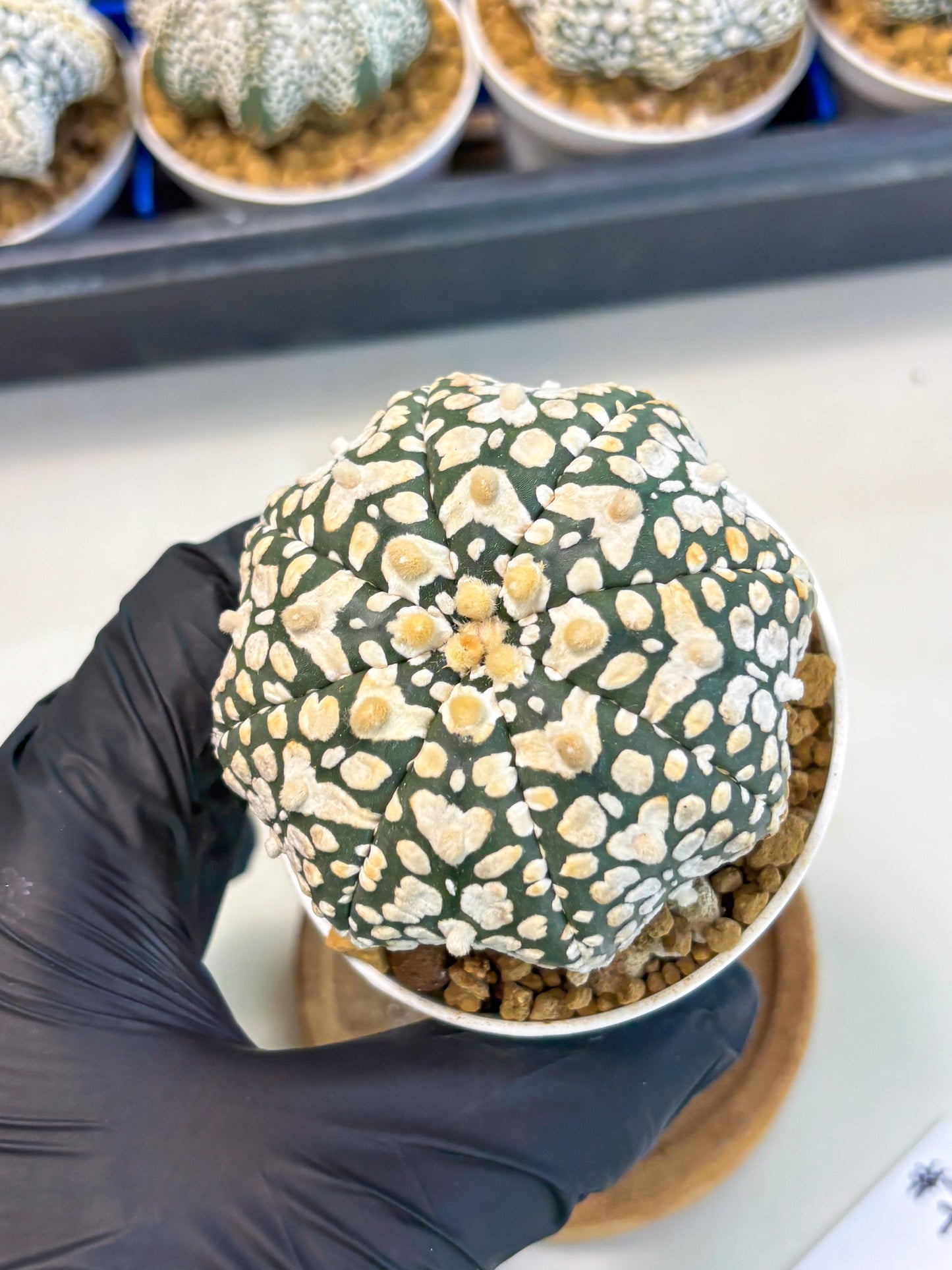 Astrophytum Star Shape (at3) (r7) | Rare Cactus