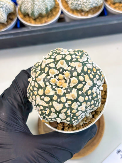 Astrophytum Star Shape (at3) (r7) | Rare Cactus