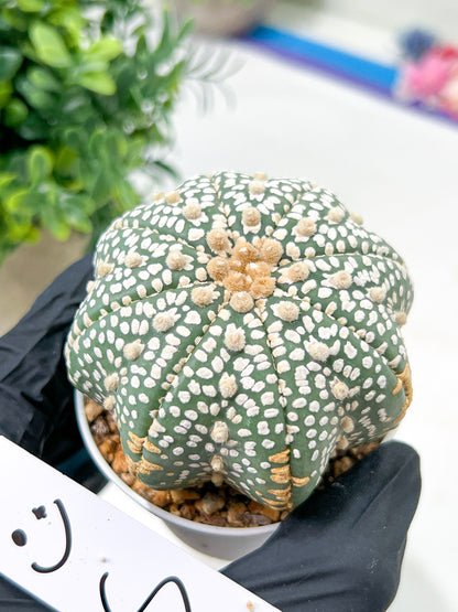 Astrophytum Super Kabuto (#T6C) | Nevada Botanical Shop | 3" Pot