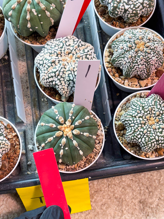 Astrophytum V-Type Nutum (T9) (r1) | Las Vegas Plant Shop