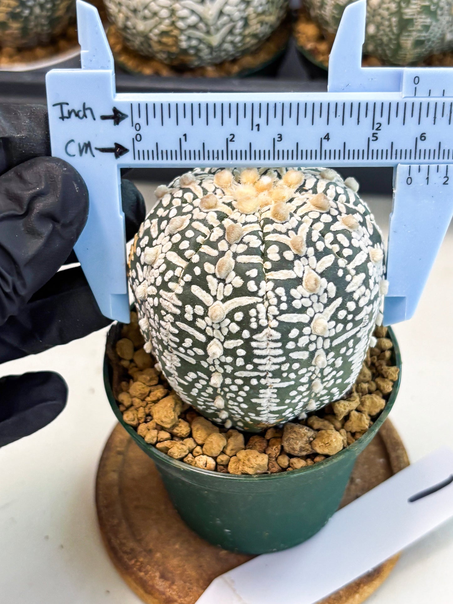 Astrophytum V-Type (at6) (b1) | Rare Star Cactus