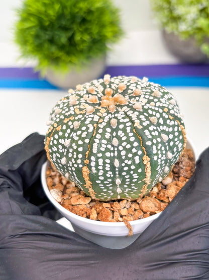 Astrophytum Super Kabuto (t12) (r3) | 3" Pot