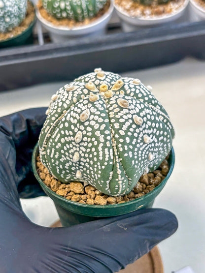 Astrophytum 5-Ribs (at7) (r3) | Living Rocks