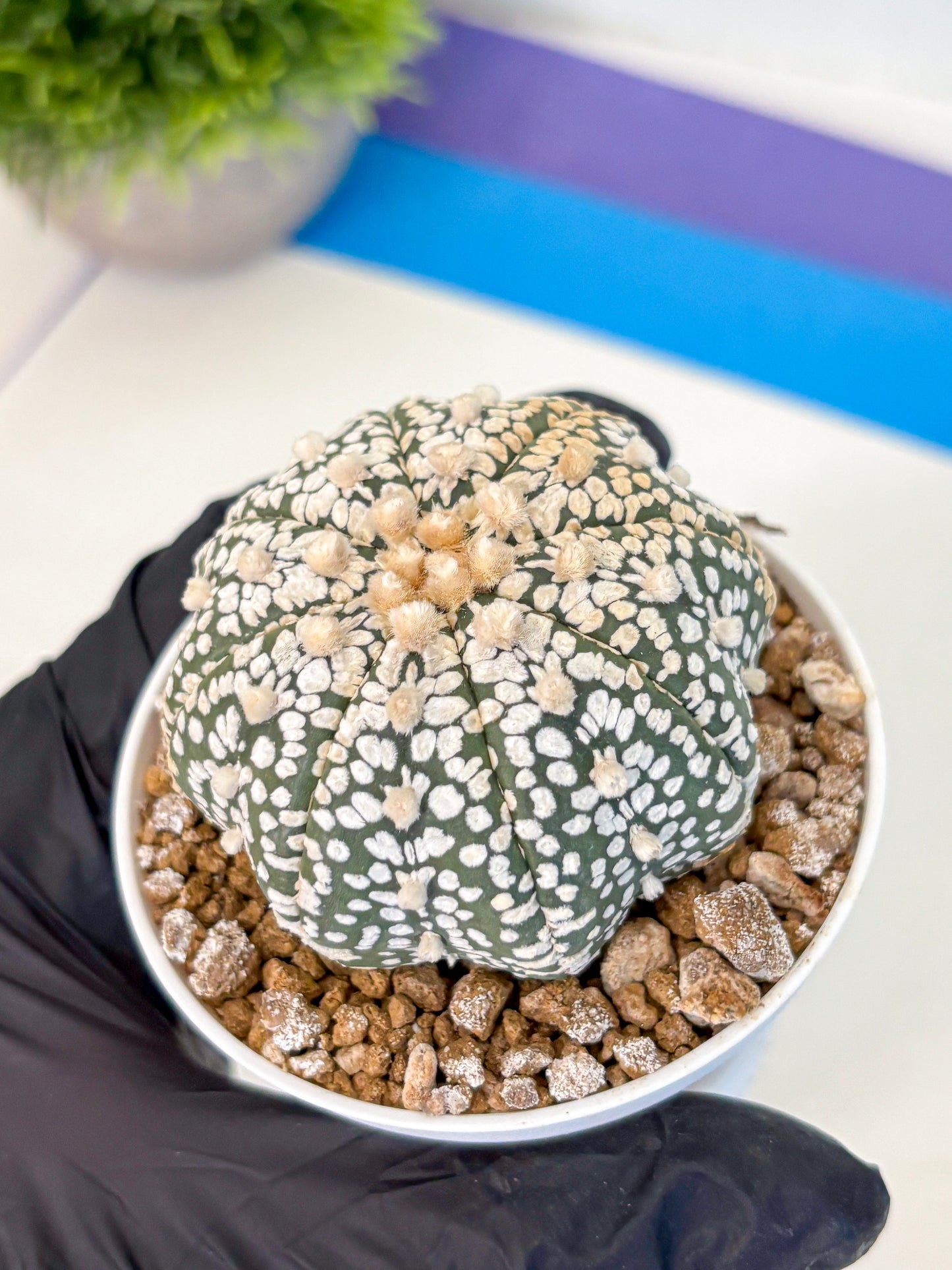 Astrophytum Super Kabuto (at1) (16) | Collection Plant | Rare Cactus