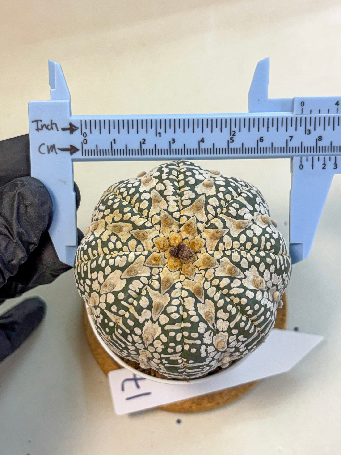 Astrophytum V Type (at4) (17) | Star Cactus