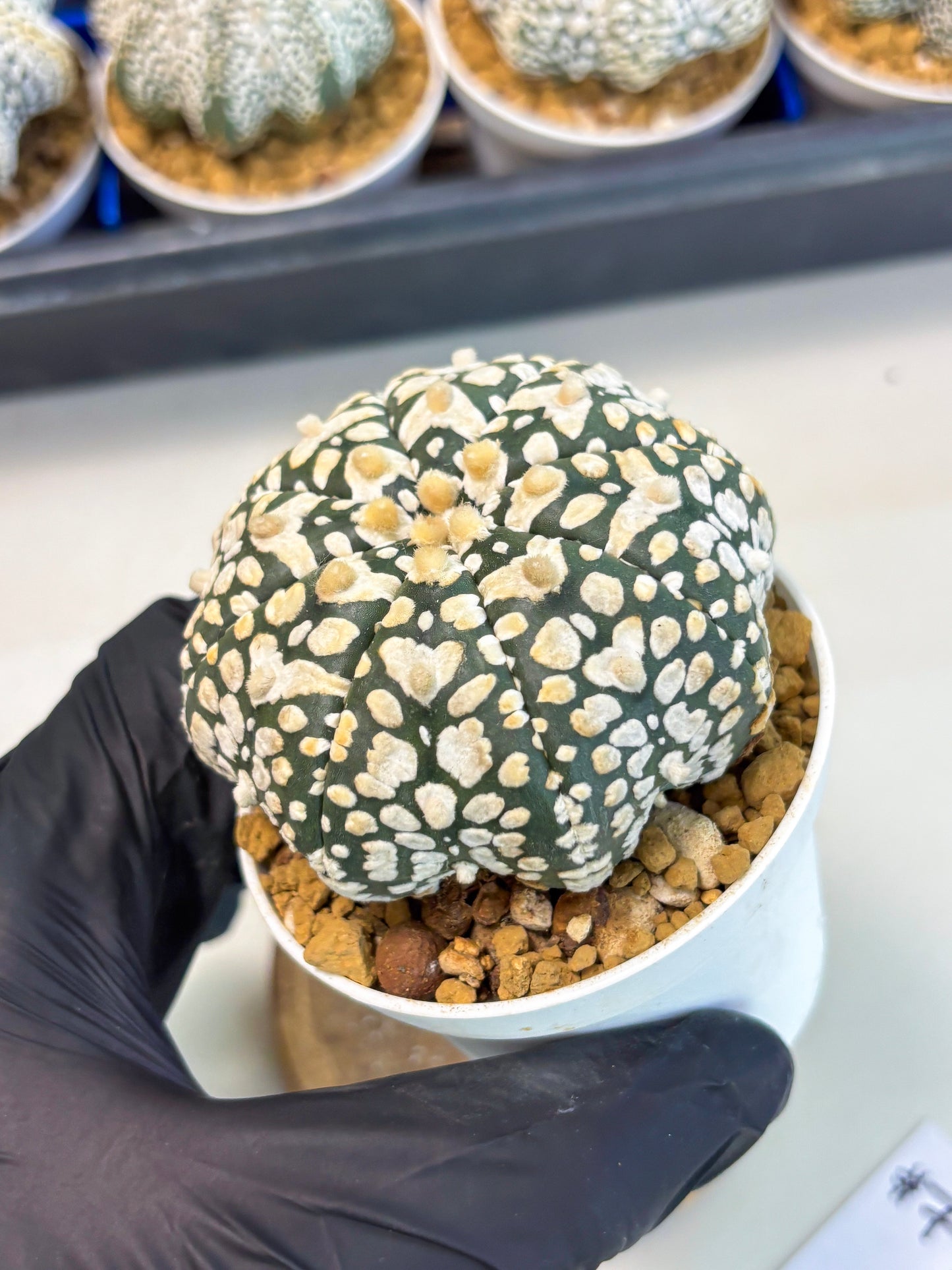 Astrophytum Star Shape (at3) (r7) | Rare Cactus