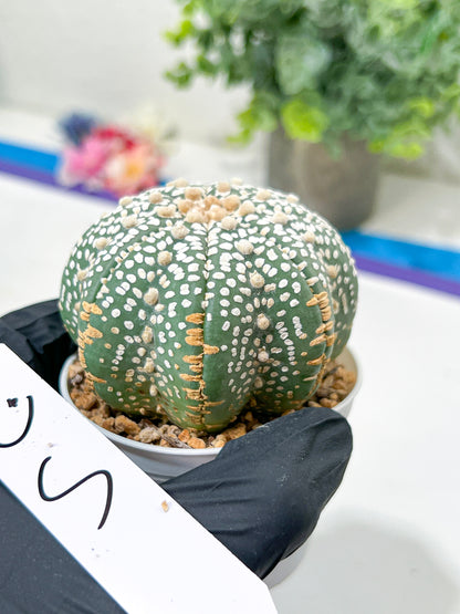 Astrophytum Super Kabuto (#T6C) | Nevada Botanical Shop | 3" Pot