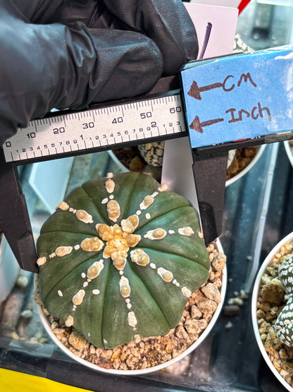 Astrophytum V-Type Nutum (T9) (r1) | Las Vegas Plant Shop
