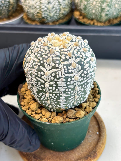 Astrophytum V-Type (at6) (b1) | Rare Star Cactus