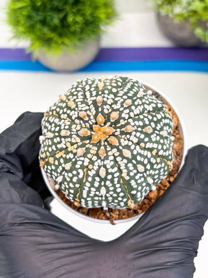 Astrophytum Super Kabuto (t12) (r3) | 3" Pot