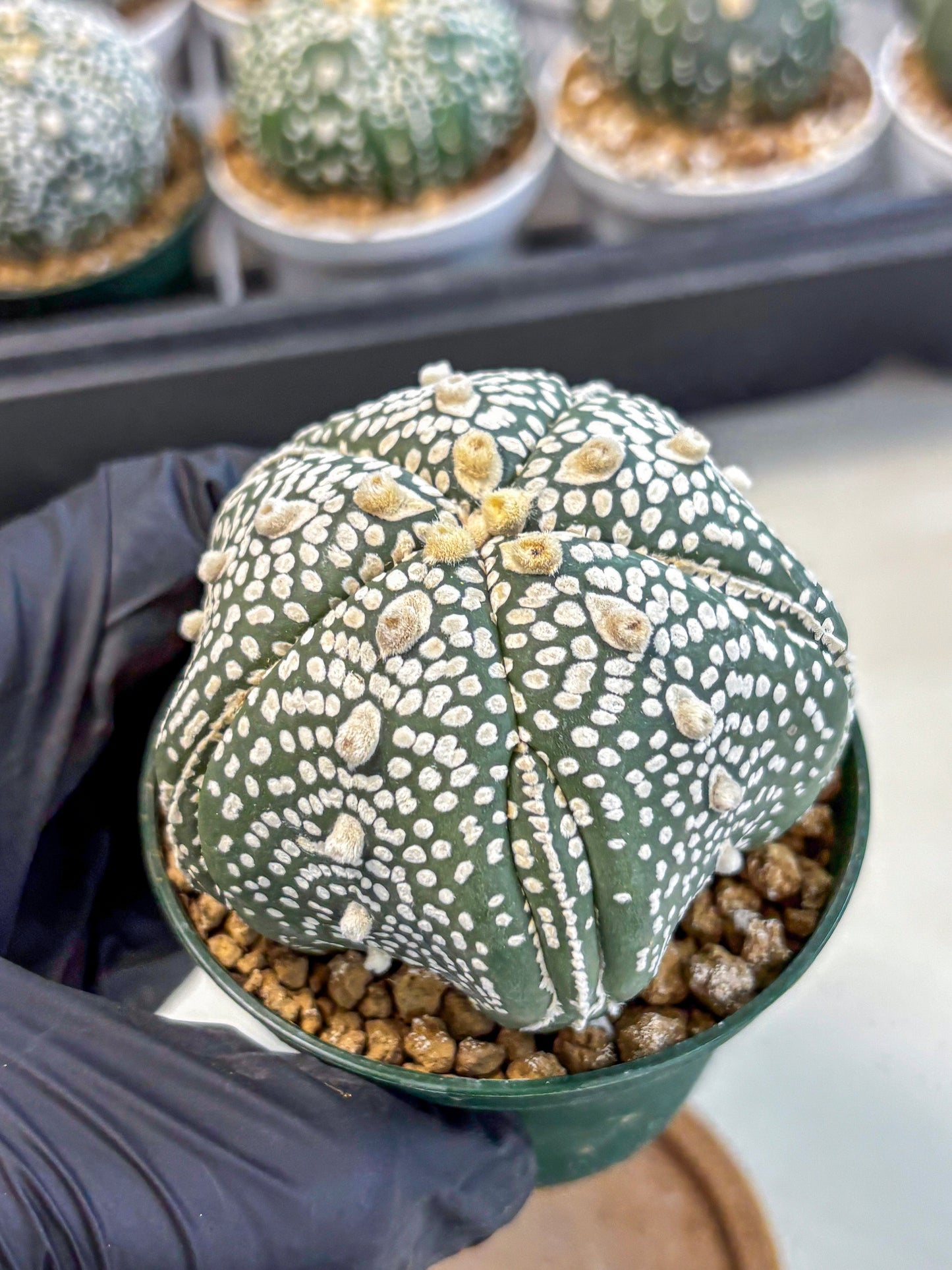 Astrophytum 5-Ribs (at7) (r3) | Living Rocks