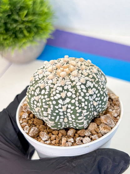 Astrophytum Super Kabuto (at1) (16) | Collection Plant | Rare Cactus