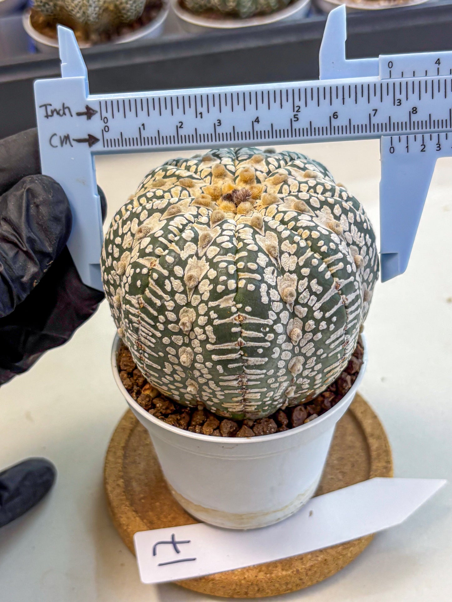 Astrophytum V Type (at4) (17) | Star Cactus