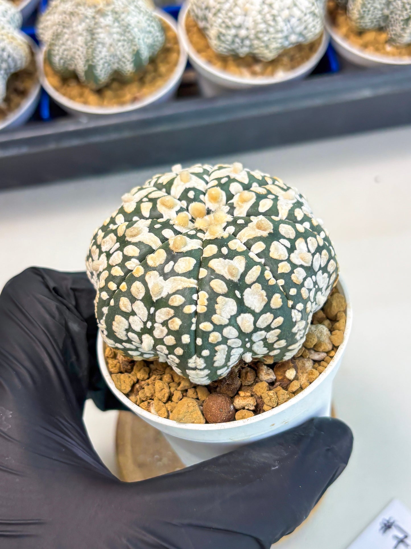 Astrophytum Star Shape (at3) (r7) | Rare Cactus