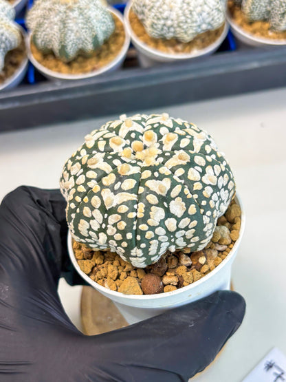 Astrophytum Star Shape (at3) (r7) | Rare Cactus