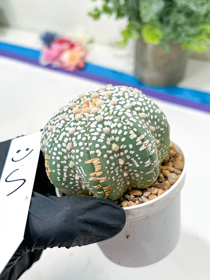 Astrophytum Super Kabuto (#T6C) | Nevada Botanical Shop | 3" Pot