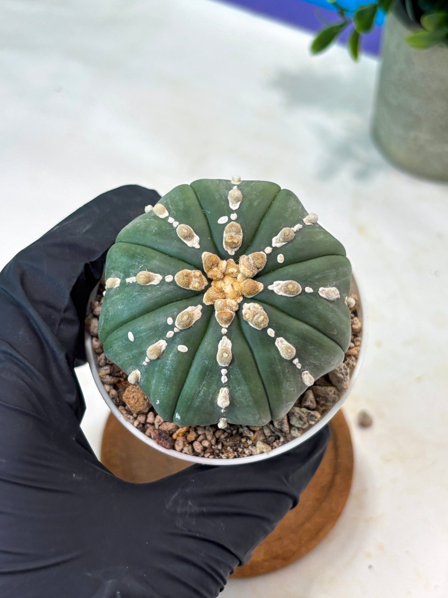 Astrophytum V-Type Nutum (T9) (r1) | Las Vegas Plant Shop