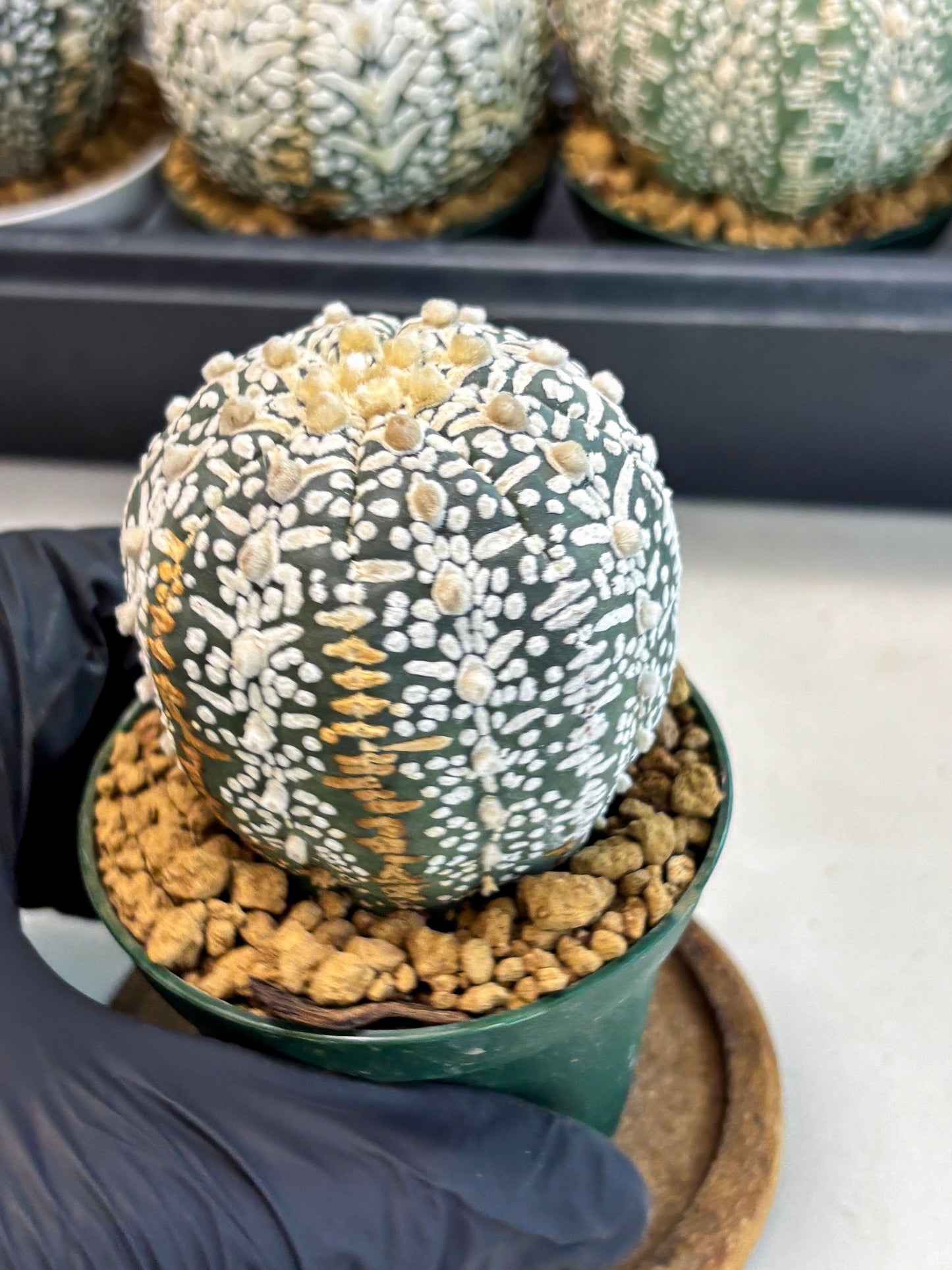 Astrophytum V-Type (at6) (b1) | Rare Star Cactus