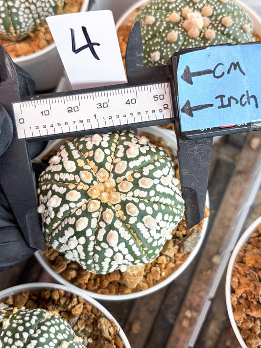 Astrophytum Super Kabuto (t12) (r4) | 3" Pot