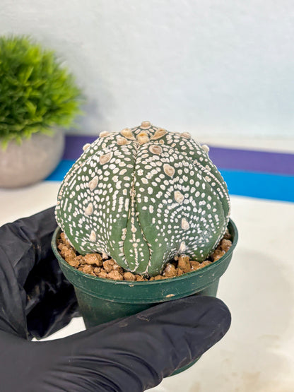 Astrophytum 5-Ribs (at7) (r3) | Living Rocks