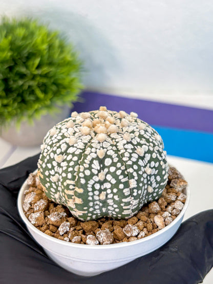 Astrophytum Super Kabuto (at1) (16) | Collection Plant | Rare Cactus