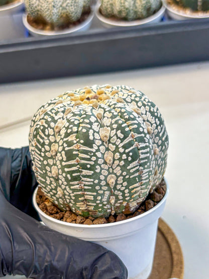 Astrophytum V Type (at4) (17) | Star Cactus