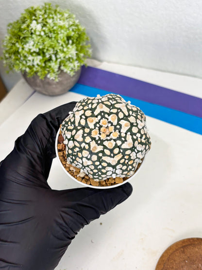 Astrophytum Star Shape (at3) (r7) | Rare Cactus