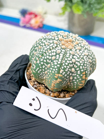 Astrophytum Super Kabuto (#T6C) | Nevada Botanical Shop | 3" Pot