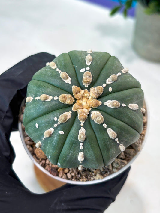 Astrophytum V-Type Nutum (T9) (r1) | Las Vegas Plant Shop