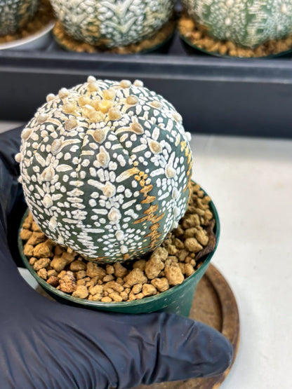 Astrophytum V-Type (at6) (b1) | Rare Star Cactus