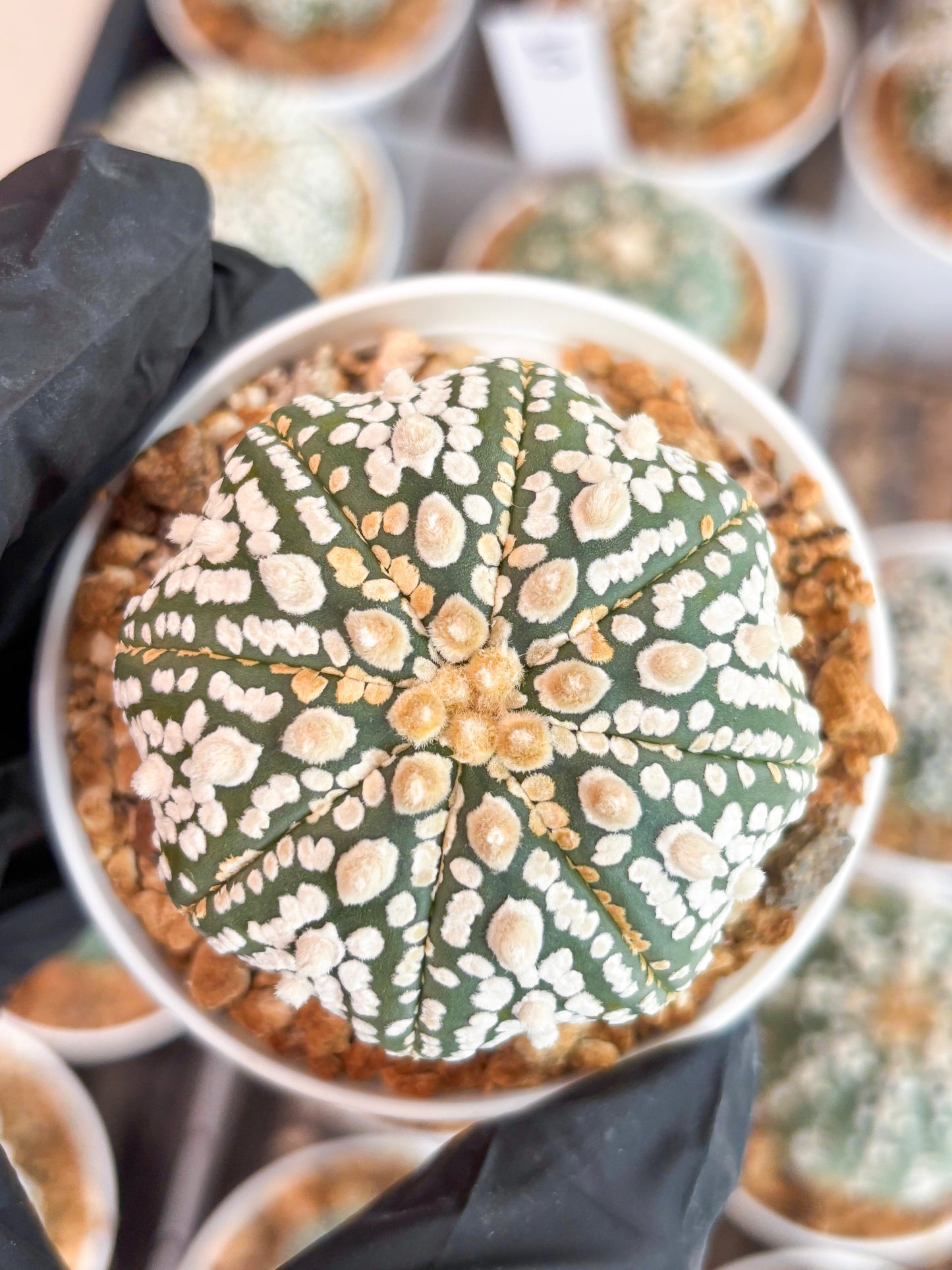 Astrophytum Super Kabuto (t12) (r4) | 3" Pot