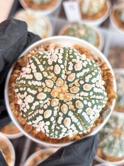 Astrophytum Super Kabuto (t12) (r4) | 3" Pot