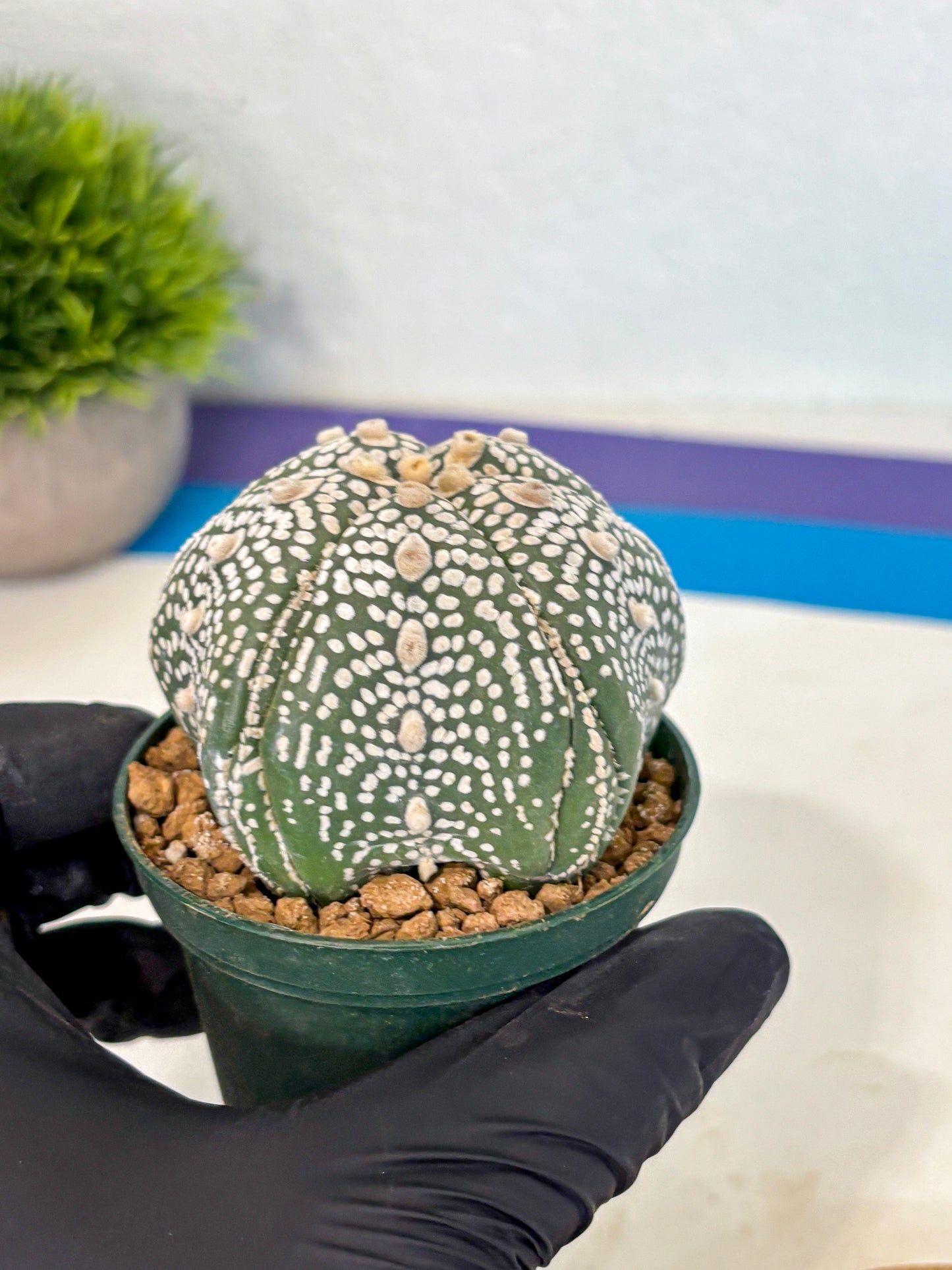 Astrophytum 5-Ribs (at7) (r3) | Living Rocks