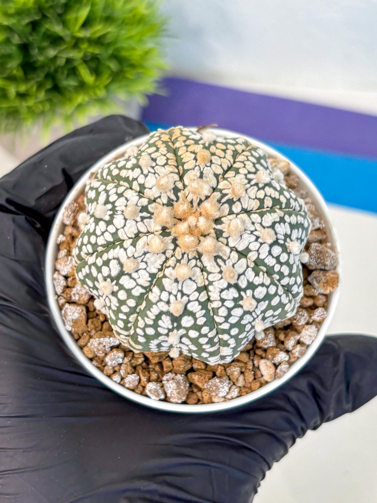 Astrophytum Super Kabuto (at1) (16) | Collection Plant | Rare Cactus