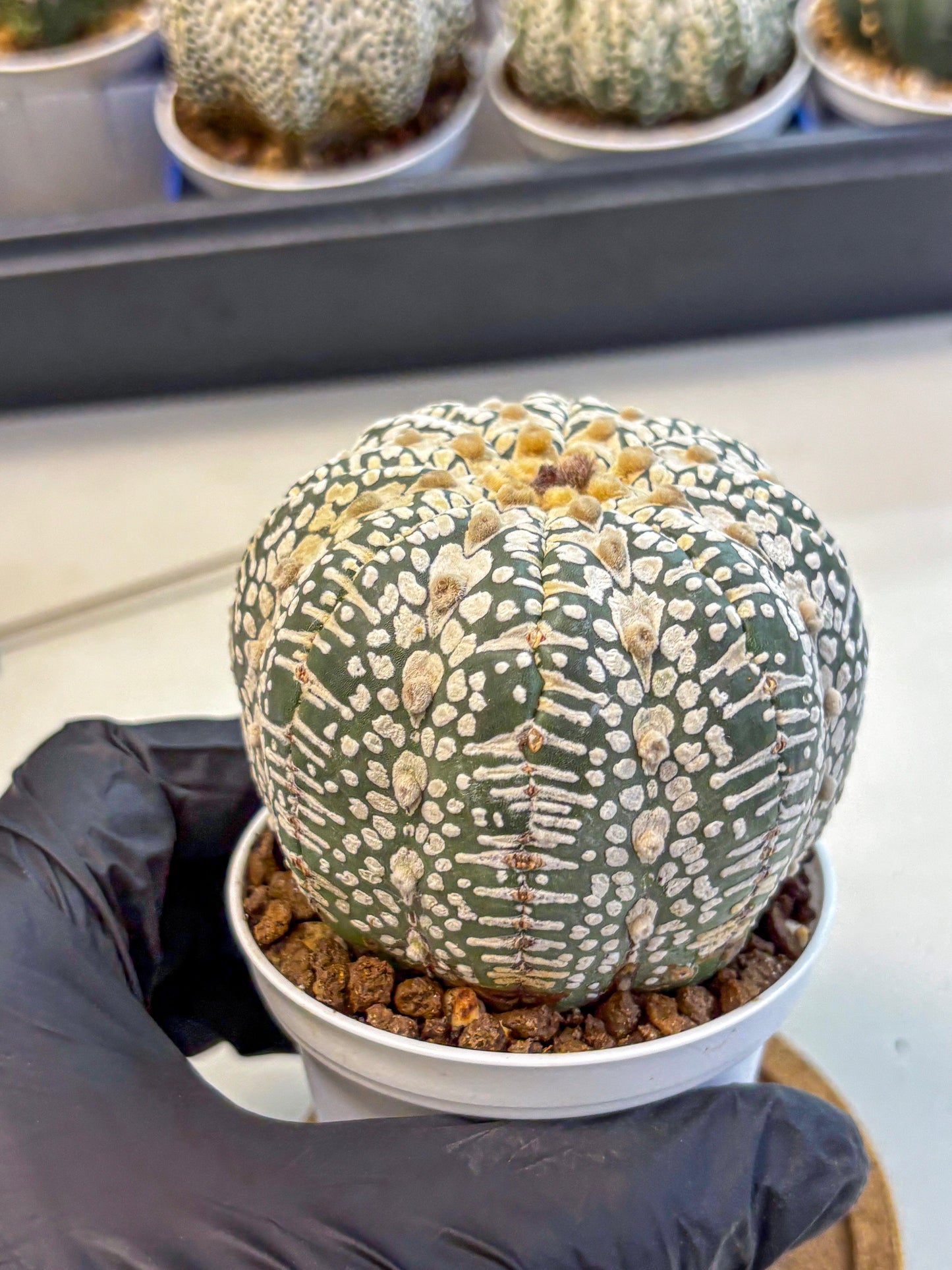 Astrophytum V Type (at4) (17) | Star Cactus