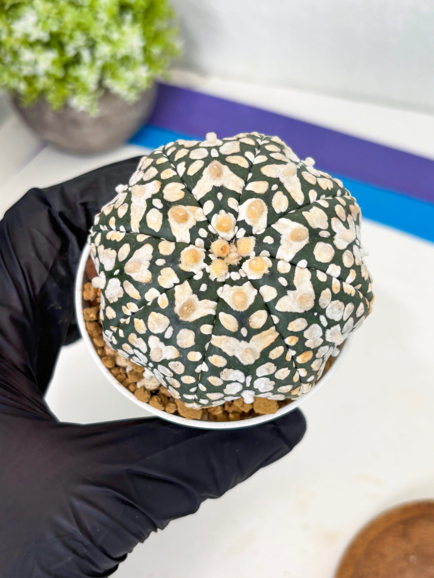Astrophytum Star Shape (at3) (r7) | Rare Cactus