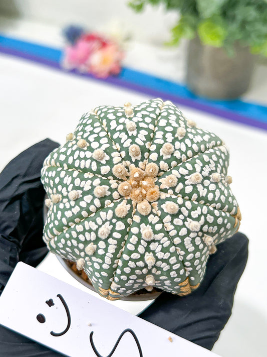 Astrophytum Super Kabuto (#T6C) | Nevada Botanical Shop | 3" Pot