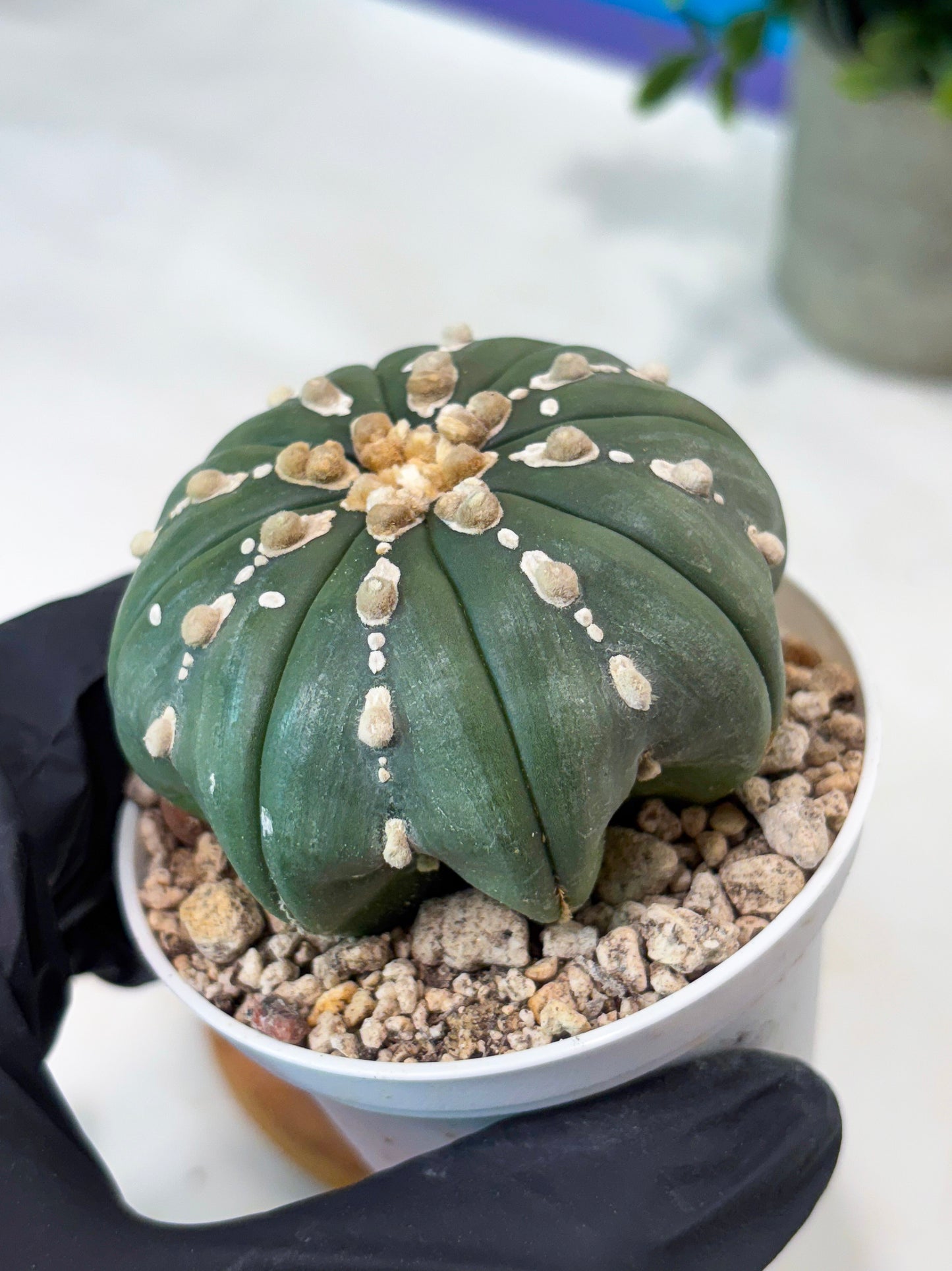 Astrophytum V-Type Nutum (T9) (r1) | Las Vegas Plant Shop