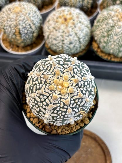 Astrophytum V-Type (at6) (b1) | Rare Star Cactus