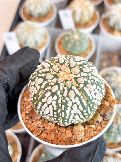 Astrophytum Super Kabuto (t12) (r4) | 3" Pot